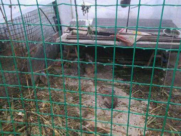 養(yǎng)殖場(chǎng)圍欄網(wǎng) 養(yǎng)殖場(chǎng)圍欄網(wǎng)