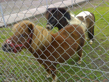 養(yǎng)殖場(chǎng)圍欄網(wǎng) 養(yǎng)殖場(chǎng)圍欄網(wǎng)